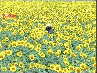 phim ĐÁ QUÝ VÂN MÂY tập 30 -Tập cuối