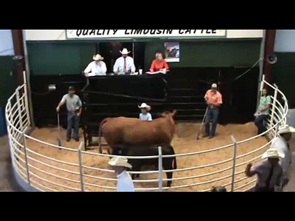 Jason O'Brien Cowherd Dispersal  |  O'Brien Farms  |  Limousin Cows