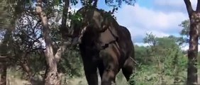 Animals in Africa get drunk by eating ripe Marula fruit _ Whatsapp Videos