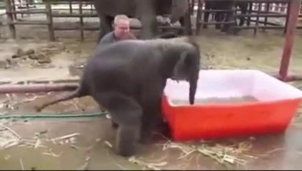 how can baby elephant take bath