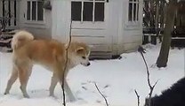 Akita Inu and Finnish Lapphund playing in the snow