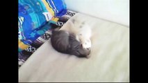 Funny Videos   Funny Cat Videos   Funny Animals Compilation 2015   Funny Vines   Funny Pictures