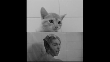 Parodie du film Psycho d'Hitchcock avec des chatons !