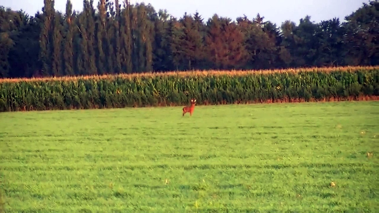 Blattjagd