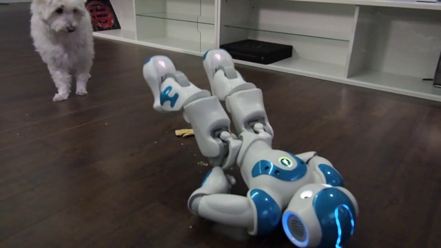 $8000 robot falls over pop-tart while dog stares blankly!