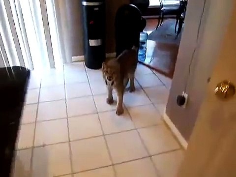 Pire animal de compagnie : un lynx ! Effrayant !