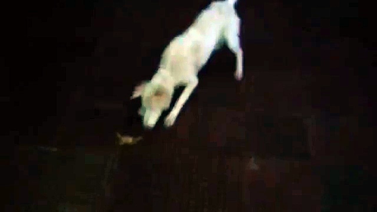 Funny dog video