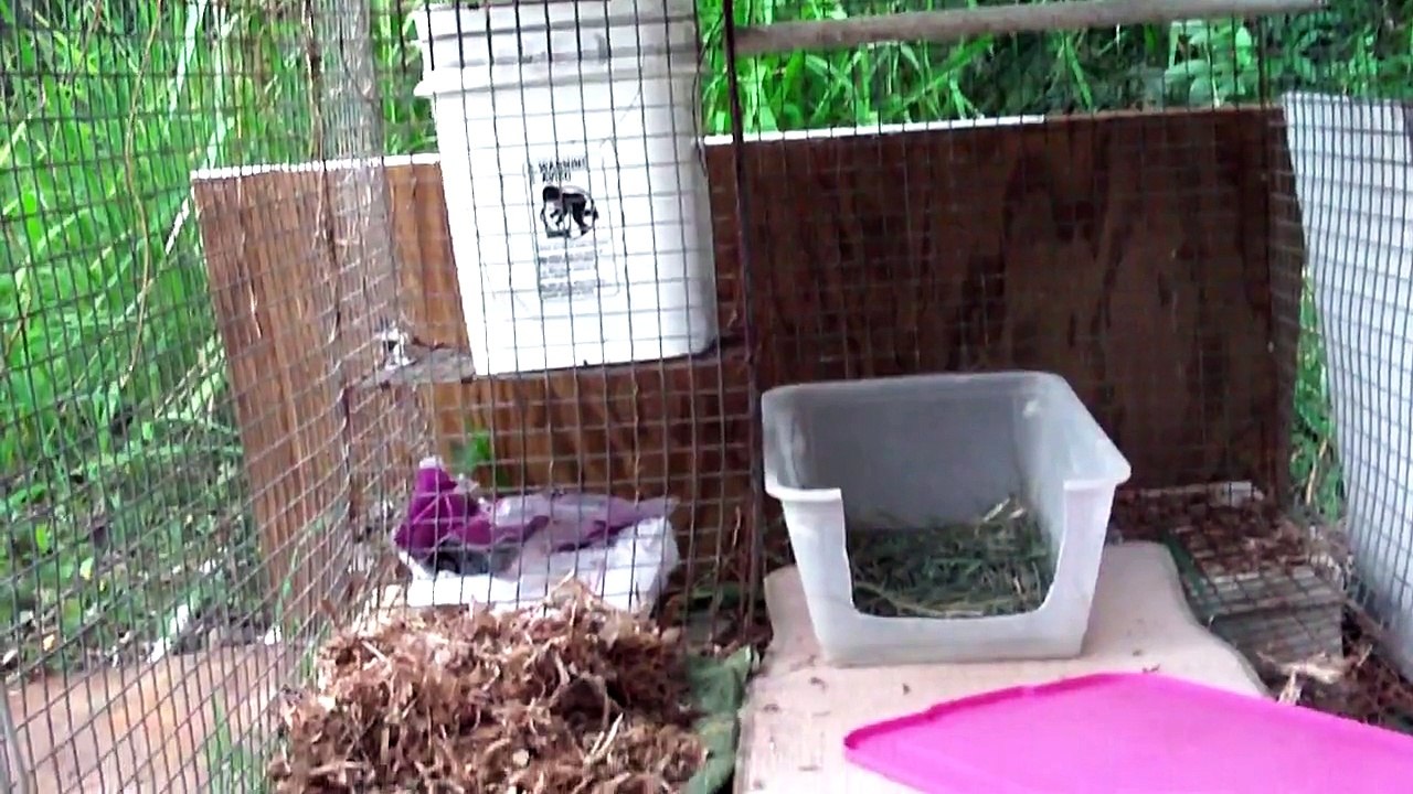 Rabbits Eating