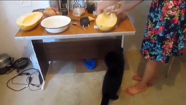 Милые котики!