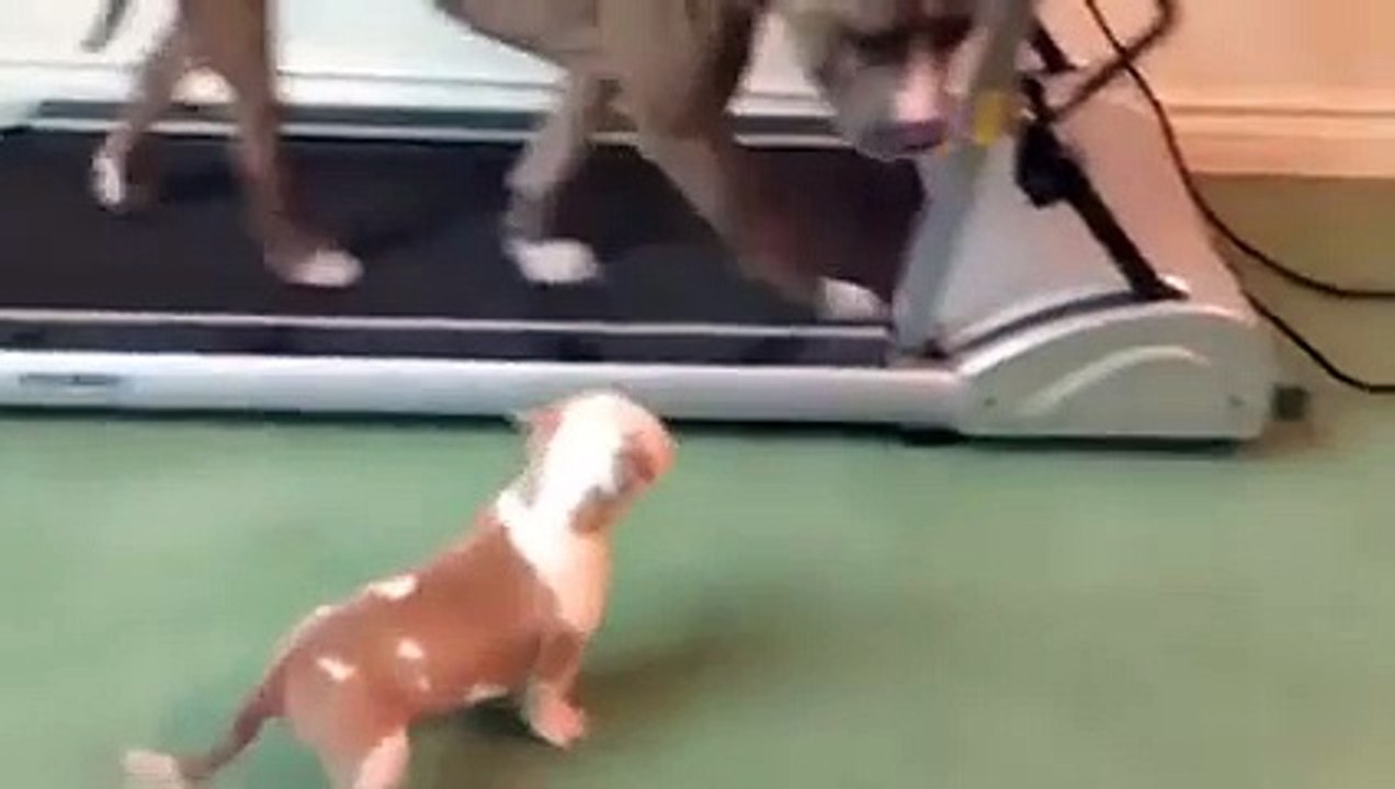 dog babies copy to their elders