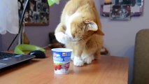 Gatti divertenti che mangiano - Funny hungry cats