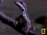 Raptor Jesus Lizard walking on water