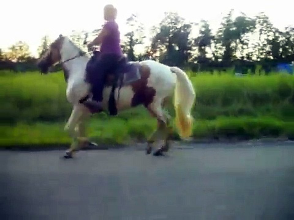 Singlefooting Racking,Tennessee walker mare