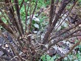 How to Prune Blackcurrant Bushes