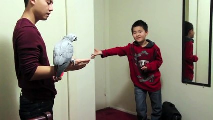 Parrot Aggression:  Dealing With One-Person Birds