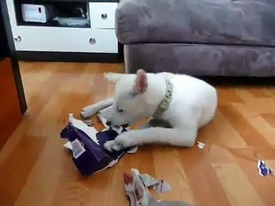 "Roxy Strikes Back" - Roxy the Jindo 4 months old