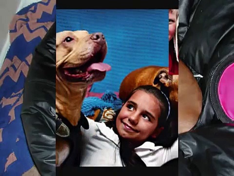 Pitbulls... Evil?