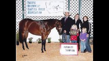 2003 AQHA Bay Western Pleaure Show Mare- Multiple Winner ready for Youth or Amateur