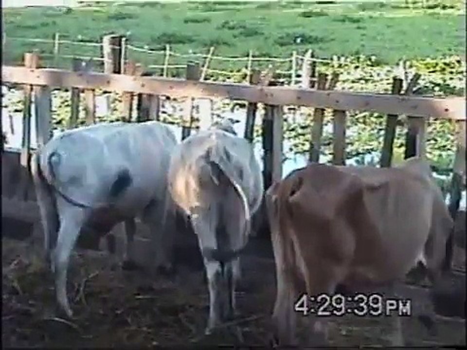 el pardo suizo pison