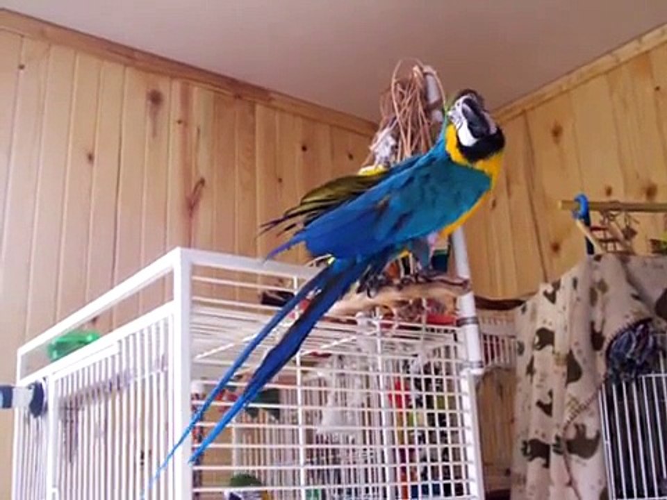 JACK THE NONSTOP TALKING MACAW
