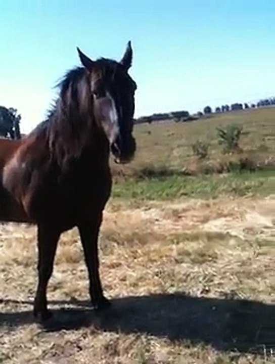 The One correct answer for all Horse questions - Understanding Horses - Rick Gore Horsemanship