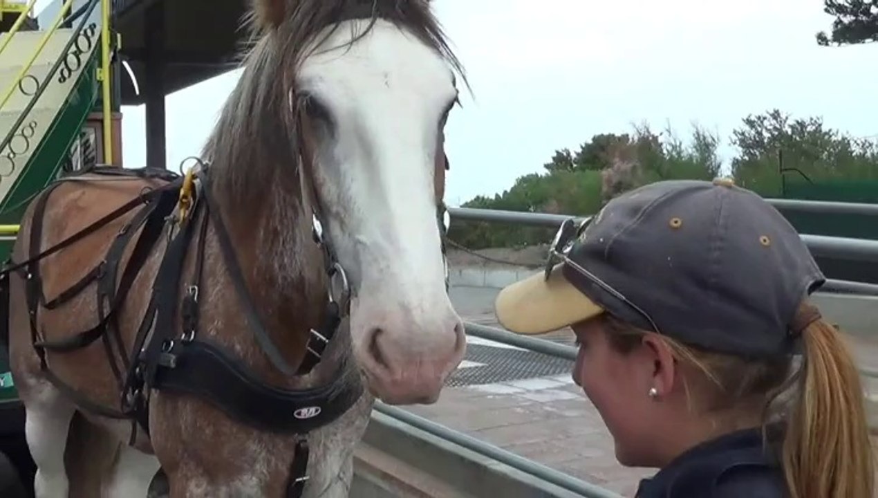 Christmas in Adelaide Part 4 of 5, Victor Harbour & Adelaide Museum 21 Dec 2014