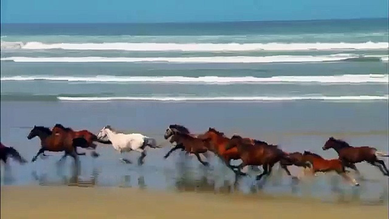 живая природа трейлер канала