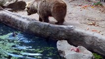 溺れているカラスを助けるクマ