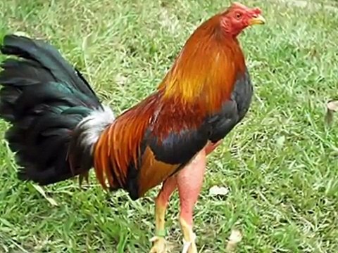 GALLOS FINOS COLOMBIANOS (SAMIR)