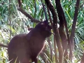 Schwarze Katze, abgeschabtes Fell, zugelaufen