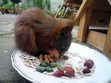 Ich hatte ein kleines Baby-eichhörnchen in meinem Garten Teil 4