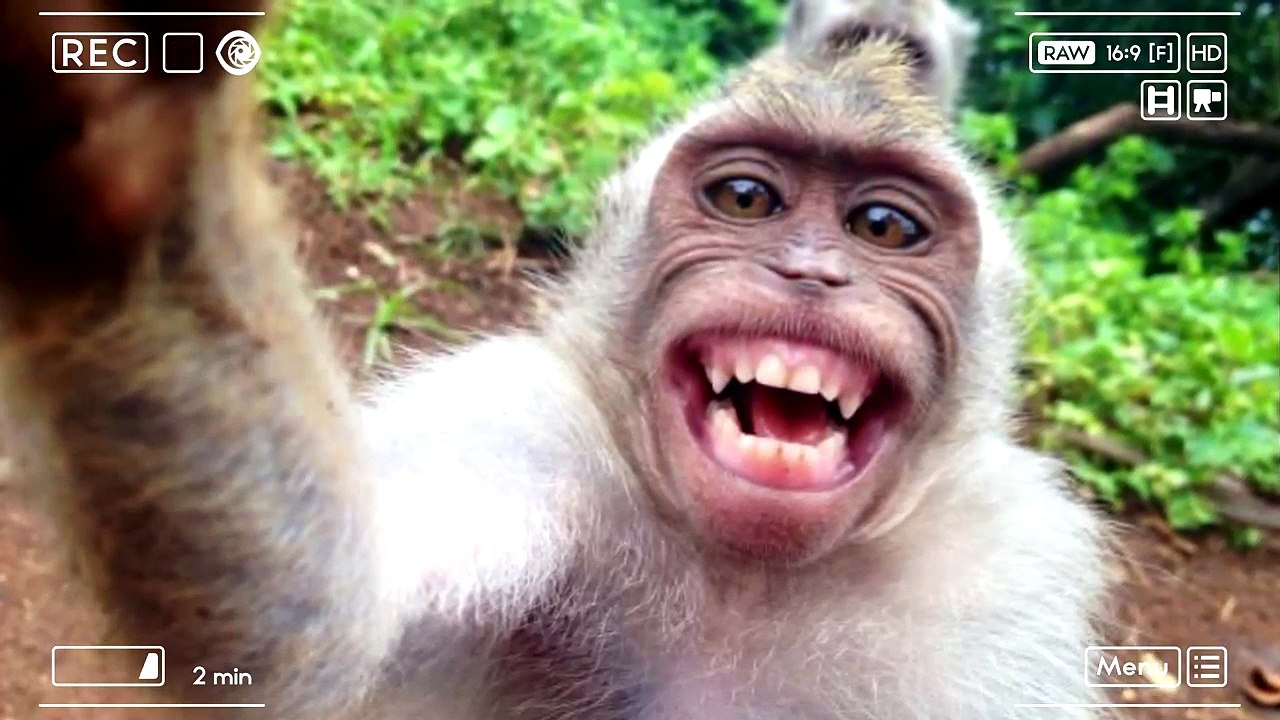FANTASTIC SELFIES TAKEN BY ANIMALS