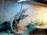 my bearded dragons and how i care for them