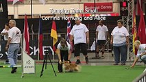 Winning team small dogs, FCI Dog Agility World Championship 2013, South Africa: Germany