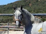 PRE Carthusian stallion - beautiful movement! for sale in Spain!
