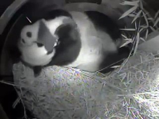 2012-10-07 Spunky Cubbie Plays, Goes Out the Door!