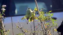 Ring-Rosed Parakeet Eating Sunflower Seeds