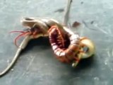 Centopéia Gigante Vs Cobra