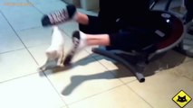 FUNNY CAST - Funny Cats - Funny Cat Videos - Funny Animals - Funny Fails - Cats Chasing Shadows