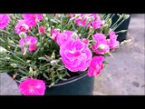Best Garden Perennials, Dianthus Starry Night (Garden Pink)