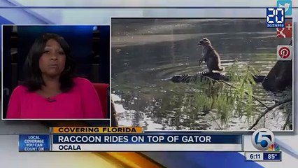 Un raton-laveur à dos d’alligator !
