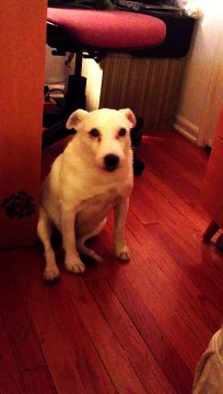 Un chien veut se cacher discrétement parce qu'il a fait une bétise