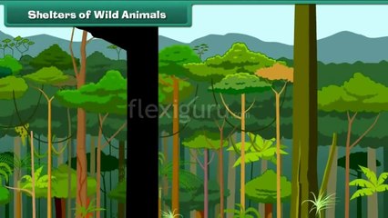 Shelters of Wild Animals