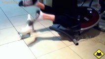 FUNNY CAST - Funny Cats - Funny Cat Videos - Funny Animals - Funny Fails - Cats Chasing Shadows 1
