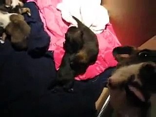 My abandoned Puppies