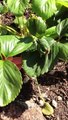 Strawberry Propagation | Growing New Strawberry plants from existing plants