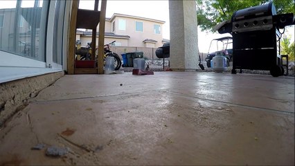GoPro: Sneaky Birds Steal My Cats Food.