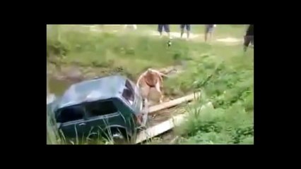 ★Compilation  - приколы, курьёзы, падения, розыгрыши★