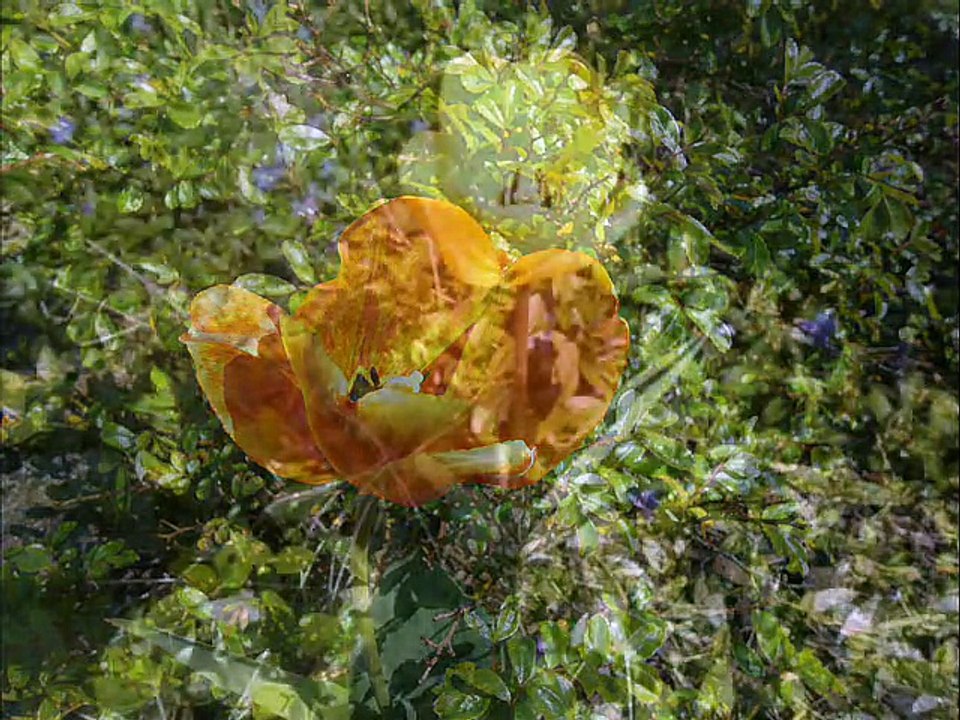 LA CARPETTE DE MA VIE