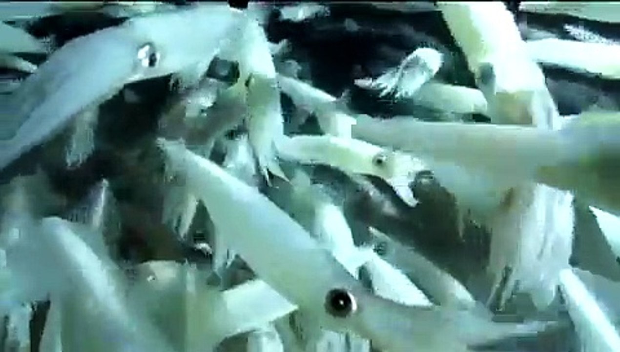 Squid Sex